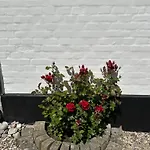 Revninge Guesthouse *
