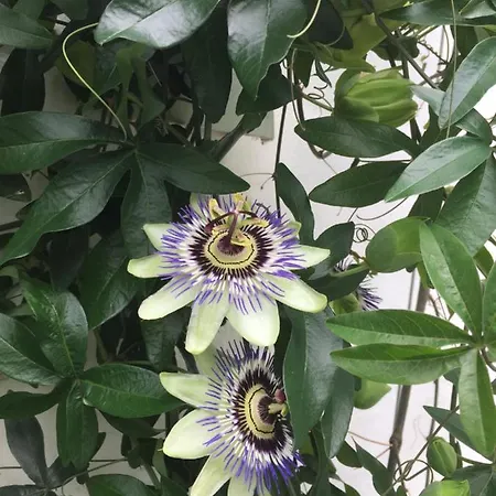 בית הארחה Revninge Guesthouse *