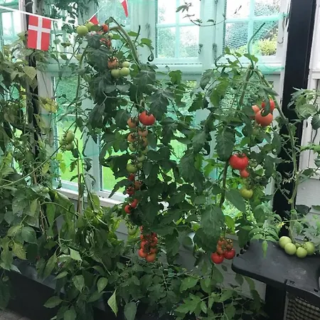 Revninge Guesthouse בית הארחה Revninge